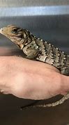 Image result for cyclura_lewisi