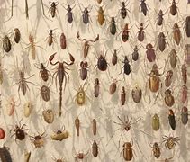 Image result for insectario