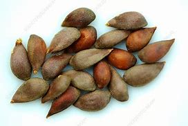 Image result for Apple Tree Seeds