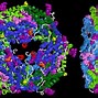 Image result for Phycoerythrin