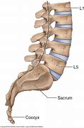 Image result for Lumbar and Sacral Spine