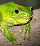 Image result for Banana Frog