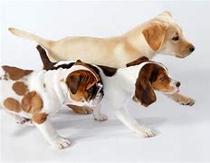 Image result for cães