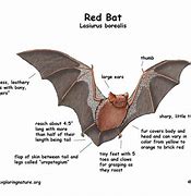 Image result for What Are Red Dots On Little League Bats