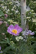 Image result for Paeonia Nymphe (Lactif-S-Group)