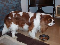 Image result for A Cavalier King Charles Spaniel