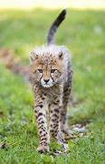 Image result for Cheetah Tail