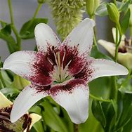 Image result for Lilium Tribal Kiss