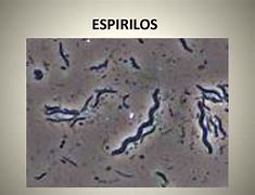 Image result for espirilo