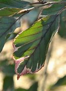 Image result for Fagus sylvatica Purpurea Tricolor