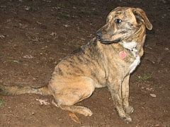 Image result for Wild Boar Hunting Dogs