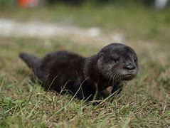 Image result for Baby River Otter Wyoming
