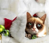 Image result for Grumpy Cat Christmas