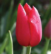 Image result for Tulipa Kingsblood