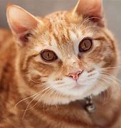 Image result for Orange Tabby Cat Types