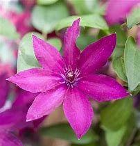 Clematis Rüütel-க்கான படிம முடிவு