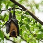 Image result for acr�bats
