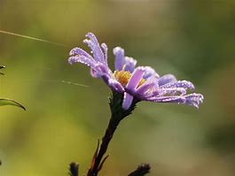 Image result for Aster laevis Glow in the Dark