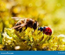 Image result for Bee and Ladybug