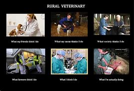 Image result for Animal Doctor Meme