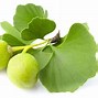 Image result for European Herb-Drug