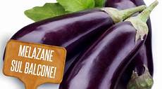 coltivare melanzane in vaso orto sul balcone come coltivare le melanzane in vaso leitv coltivare melanzane in vaso orto sul balcone come coltivare le melanzane in vaso leitv