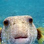 Image result for Sea Animals Fish