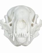 Image result for Baby Raccoon Skull