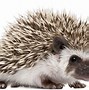 Image result for Sonic Robot Real Life