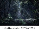 Image result for Night Forest Sky Beautiful
