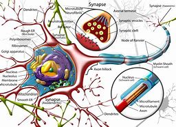 Image result for Human Brain Neurons