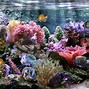 Image result for Coral Reef Screensaver Free