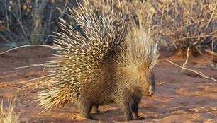 Image result for Porcupine as a Pet