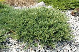Image result for Juniperus horizontalis Andorra Compact