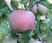 Image result for Hauer Pippin Apple