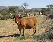 Image result for Namibia Cattle