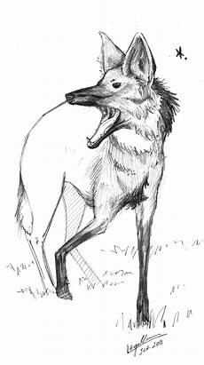 desenho de lobos desenhos esgalha animal esgalha lobo guar 225 desenho de lobos desenhos esgalha animal esgalha lobo guar 225
