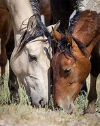 Image result for Horses in the Wild Grazing