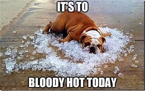 Image result for Love the Heat Meme