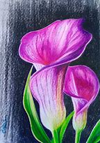 Image result for Amapola Flower Drawing