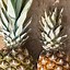 Image result for Touch Pineapple