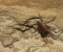 Image result for Pictures of a Cricket Spider