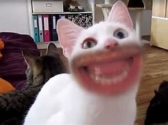 Image result for Cat with Human Mouth Meme