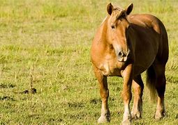 Image result for Italian Horse Breeds