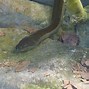 Image result for World Biggest Snake Ever Recorded