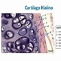 Image result for cartilaginoao