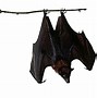 Image result for Sleeping Bat Clip Art