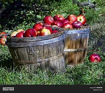 Image result for Apple Basket