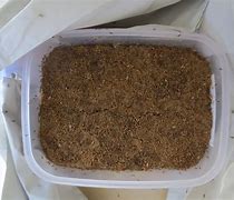 Image result for Cricket Eggs