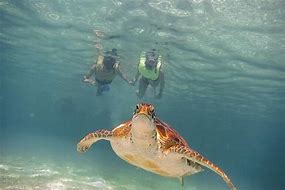 Image result for Tulum Snorkeling